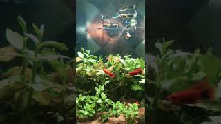 #PlantedAquarium,#AquariumLife, #Aquascaping,#AquariumPlants, #FishTank,#PlantedTank, #AquariumGoals