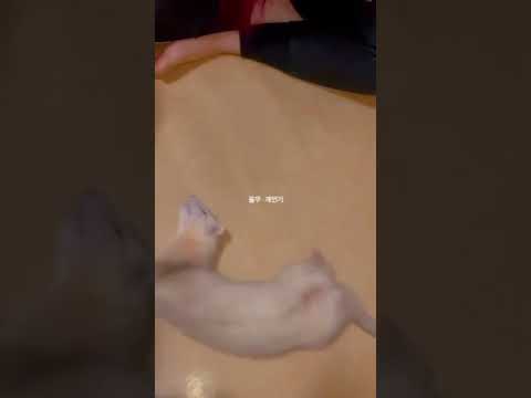 굴러 하는 페럿