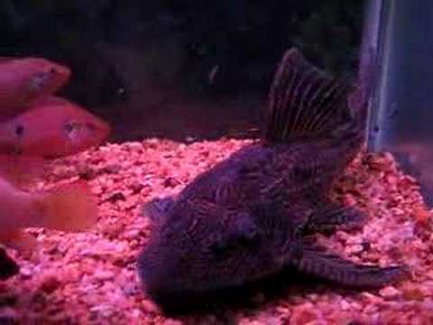 Plecostomus 琵琶魚
