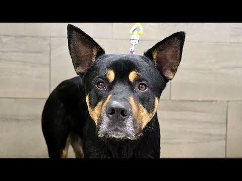 Who In The World Photoshopped The Ears On This Rottweiler? 😂