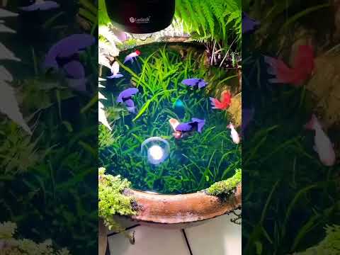 This is so relaxing ❤️ #aquarium #fish #goldfish #tropicalfishtank #aquariumhobby