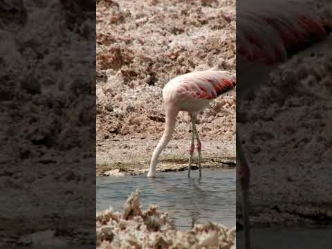 Atacama's Majestic Landscapes with Relaxing Music 4K Desert Serenity