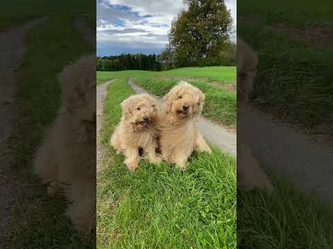 Why Are These Puppies So Happy?