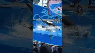 🐋💕【虎鲸家族高甜暴击】海洋版《家有儿女》 看虎鲸爸妈如何带娃营业狂圈粉#上海周末去哪儿 #上海海昌海洋公园 #亲子游玩好去处 #上海必打卡的地方 #亲子游