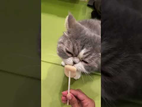Cat Cafes in Tokyo 😀🐈 #solotravel #japan #cats