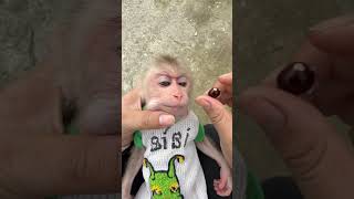 Baby so cute #monkey #monkeys #cuteanimal #cute #cutemonkey