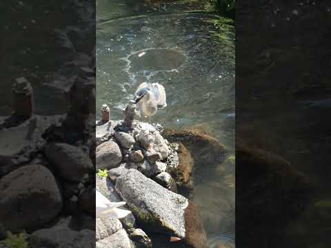 Kingfisher snack