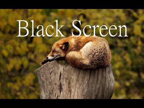Beruhigende Musik, Entspannungsmusik, Instrumentalmusik, Relax, 40 Minuten, Black Screen