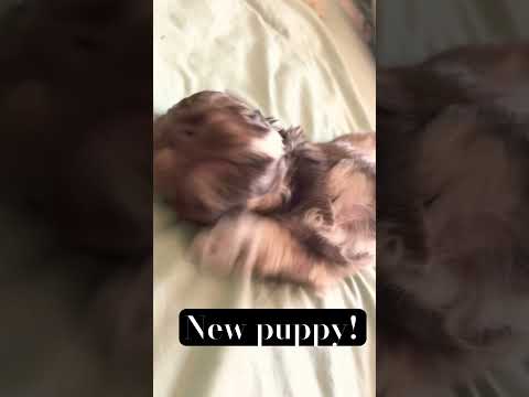 PUPPER!!!