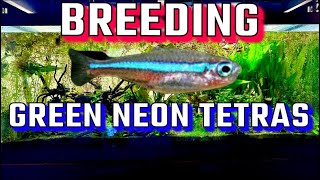 How I Breed Green Neon Tetras