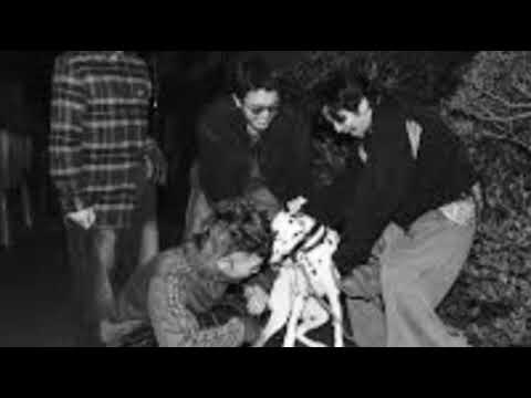 King Gnu『名探偵コナン 隻眼の残像』主題歌を担当　映画プロデューサー陣、シナリオ段階で「主題歌はKing Gnuに」