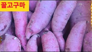 꿀고구마 혼합10kg 택포25,000원 010~7675~7923 (분이 많이나고 정말 맛있어요) 단풍깻잎도 있어요 능금꽃농장 010~7675~7923