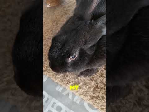 albibi rabbit #music #edit #funny #rabbit #animlasfunny #animallover #trending
