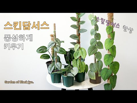 스킨답서스 풍성하게 키우기 / 번식, 삽목 / 실내식물