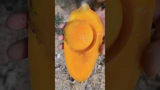 After all how are the ripe mangoes from Ramu's tree.. #shorts #youtubeshorts #fruit #mango #farmi...