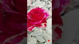 Redrose🌹❣️