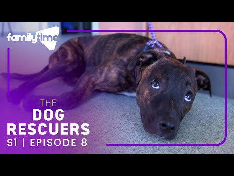 The Dog Rescuers | S1E8 | What's Best for the Dog