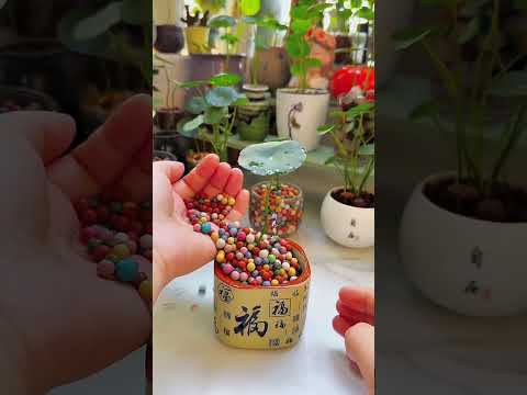 Top indoor plants for all new house decor 2025 #shorts#short#ashortaday#water#plants#msbro
