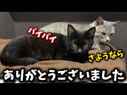 Mother and kitten who were found at the scene of their owner's lonely death passed away together ...