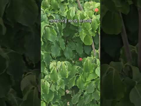 [식사남의 우주식물 - 우리 주변 식물 알아보기21 산딸나무] #산딸나무