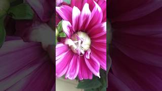 BEAUTIFUL   FLOWER 🌹; #goodsong  #beatifulflower  #fypシ゚viral  #shorrts