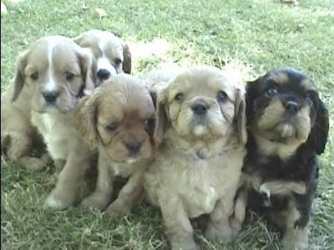 Cavalier King Charles Spaniel Puppies - 5 Weeks Old
