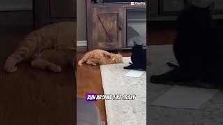 #inspirational #cats #goodadvice #positivemessage #catowner #shorts