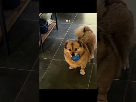 Handsome Ben ten 200% my husband #benten #dog