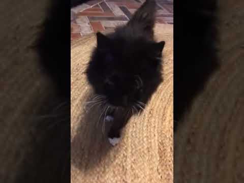 That’s my kitty