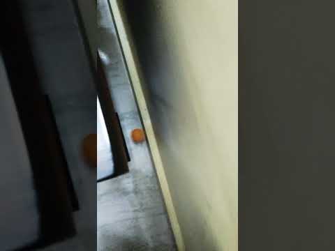 Crazy dance of PingPong ball with Gravity #tabletennis