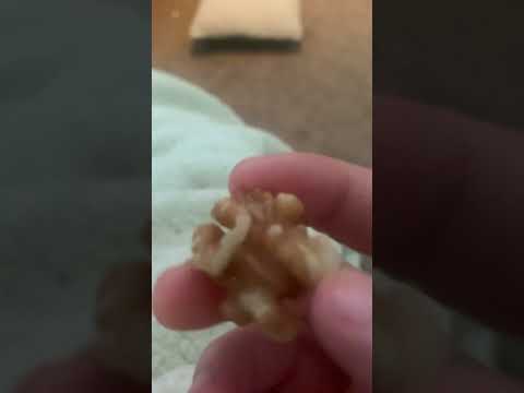 Sad walnut #walnut #sad #shortsfeed  #shorts #fyp #new #sadface #food