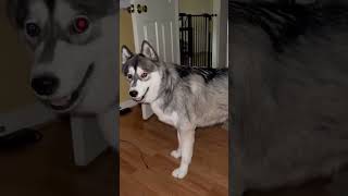 Funny husky🤣 🤣  #dogsoftiktok  #funnydogs  #foryou  #fyp