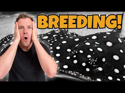 FINALLY!! IT'S HAPPENING! - Freshwater Stingrays
