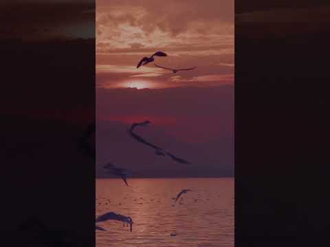 Nature Vibes | Birds Flying  🕊️ | Relax & Unwind | Chill Music to Relax