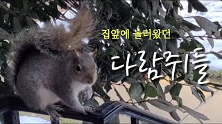 우리동네 다람쥐 🥜 | 지난 겨울 집앞에 놀러왔던 귀요미들