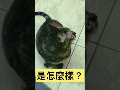 貓咪就像女友一樣難以捉摸