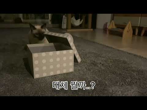 태어나 첫 크리스마스 이브를맞이해 선물도 받은 만복씨