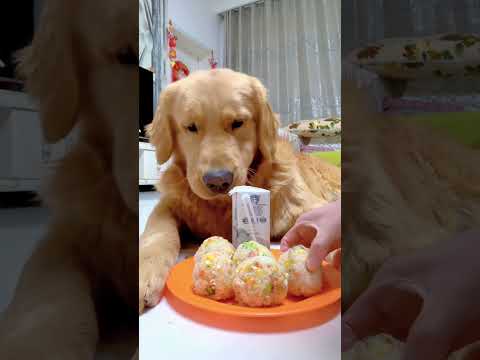【毛孩子的日常】狗子：晚飯吃什麽#萌宠出道计划 #金毛犬 #萌宠#可爱 #可爱到爆炸 #狗子 #shorts