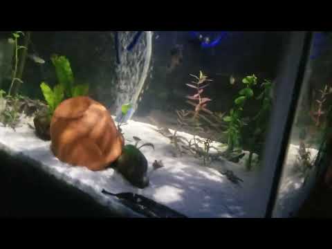 Natural Planted Aquarium #2 (breeder)