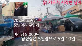 닭사와서 닭키우기