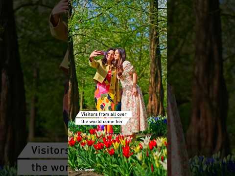 🌷 The world's largest tulip garden is open!