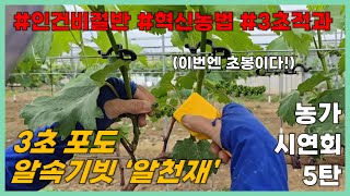 3초 포도알속기빗 '알천재' 농가시연영상 5탄