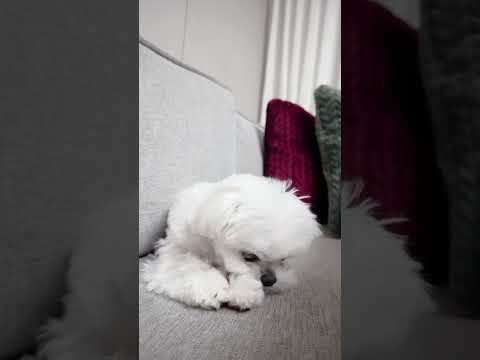 개껌무는만두