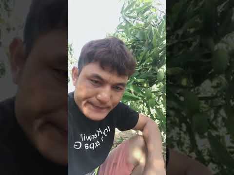 Gốc cây xoài đang được ưu tiên