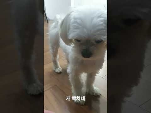 좋은말로할때 던져라