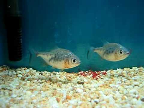 Baby Red Belly Pacu Feeding 紅肚倉BB開餐