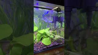 My Aquarium Set Up #freshwaterfishtank  #aquariumgoals #aquascape
