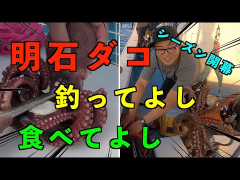 【釣り】明石のブランド蛸を狙う【マダコ】【タコエギ】【明石マダコ】【船釣り】【明石タコ釣り】【捌き方】