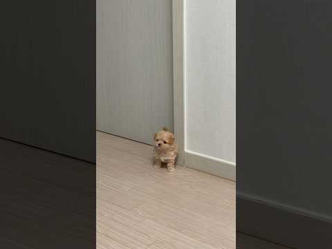 견생 60일차 말티푸 망고에오 #강아지 #말티푸 #puppy #maltipoo