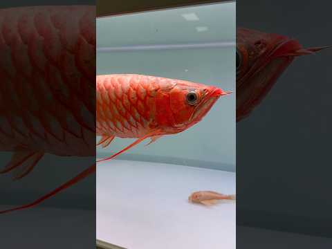 Fiery elegance in every scale. Check out this stunning chili red Asian arowana! 🐟❤️